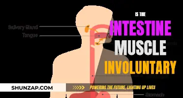 The Intestinal Muscle: Unconscious and Voluntary Contractions