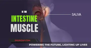 The Intestine: A Muscle with a Mind of Its Own