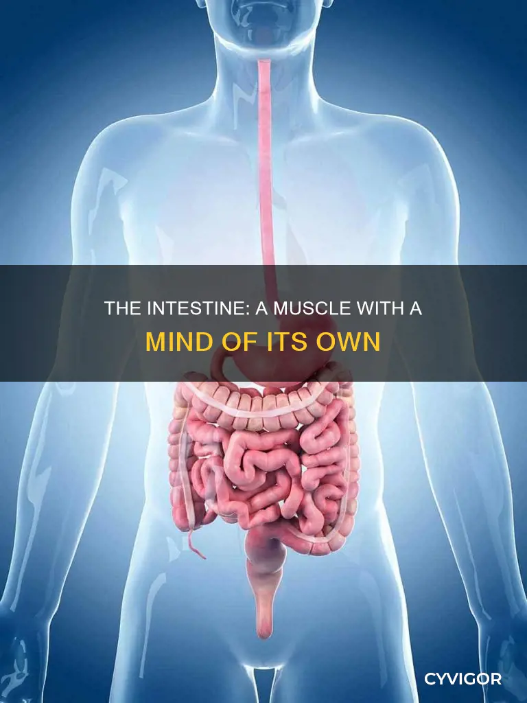 is the intestine muscle