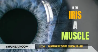 What is the Iris? Exploring the Truth Behind Eye Muscle