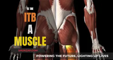 ITB Muscle: What It Is and Why It Matters