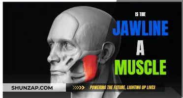 Jawline Muscle Myth: Uncovering the Truth About Facial Structure