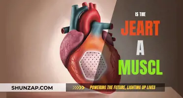 The Heart's True Nature: Muscle or More?