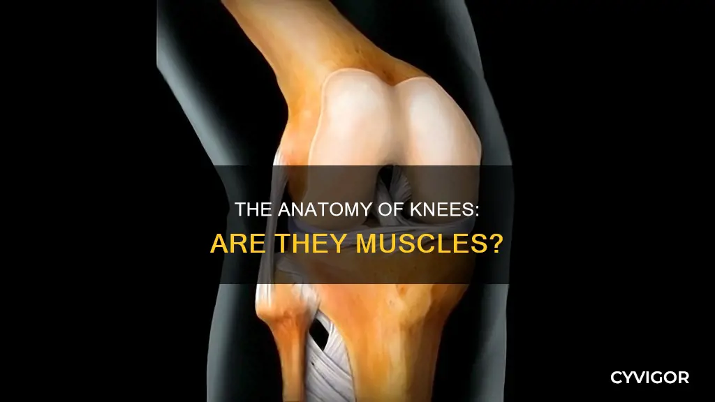 is the knee a muscle