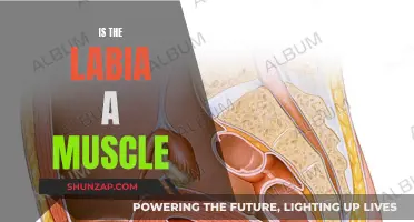 What's the Deal? Are Labia Muscles or Skin Folds?