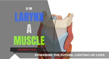 The Larynx: Muscle or More?