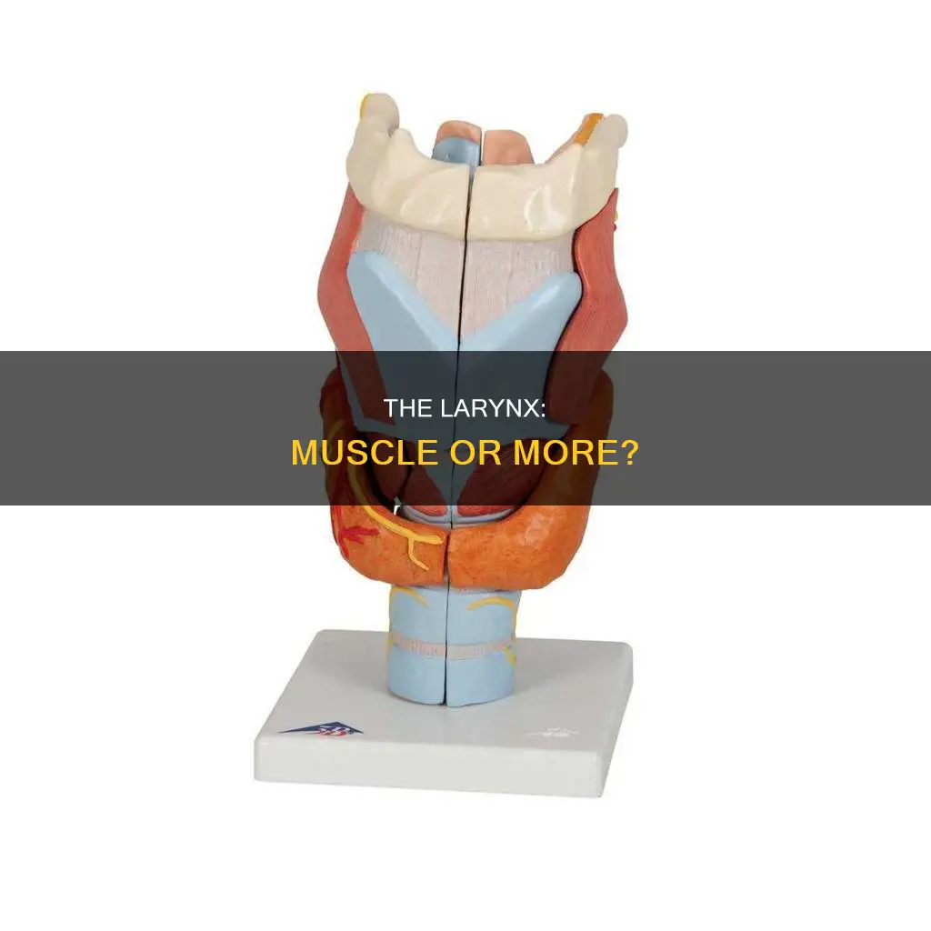 is the larynx a muscle