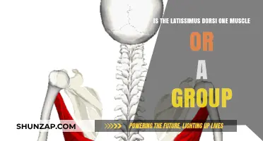 Is the Latissimus Dorsi a Single Muscle or a Complex Group?