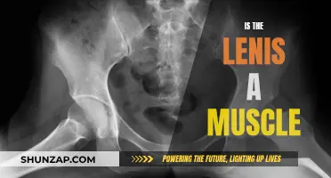 The Lenis: A Muscle or Not?