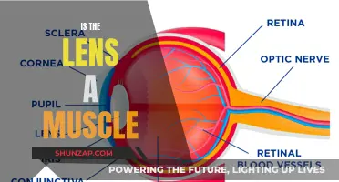 The Lens: A Muscle or Not?