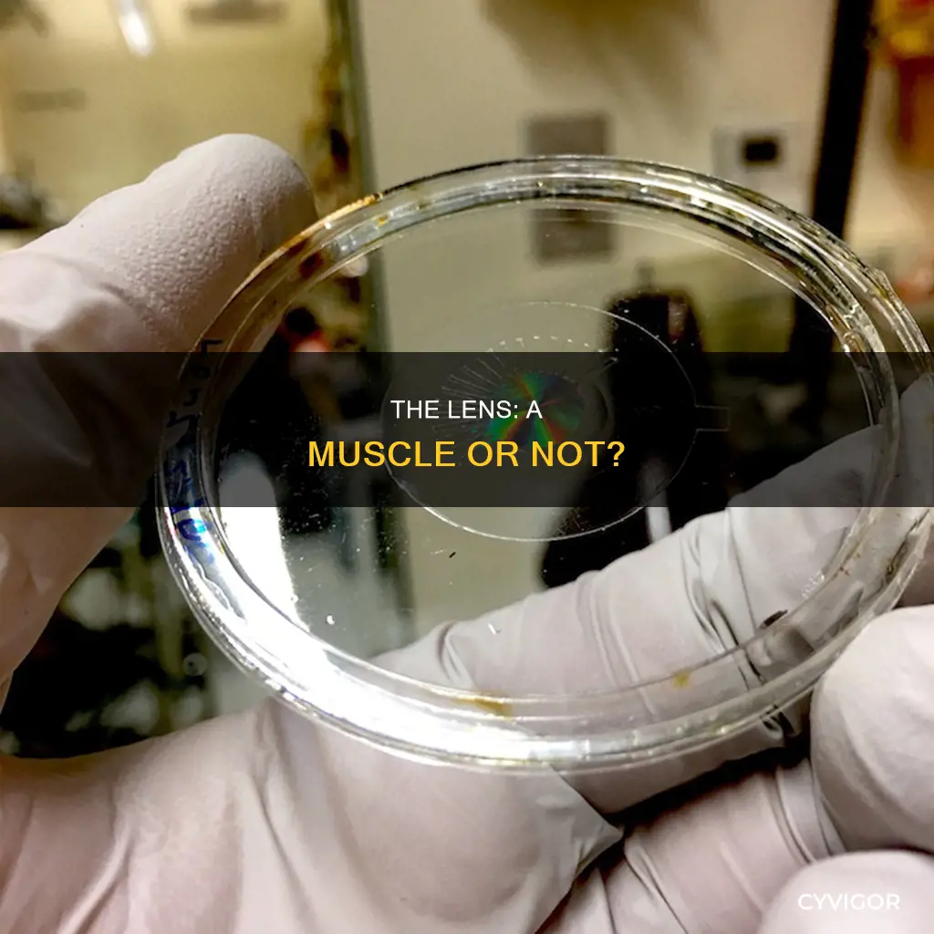 is the lens a muscle