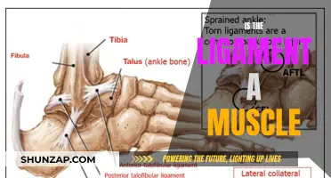 Ligaments and Muscles: What's the Difference?