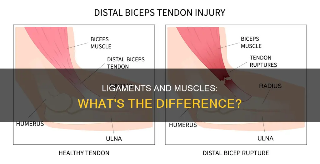 is the ligament a muscle