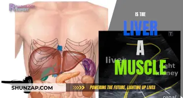 The Liver: A Muscle or Something Else?