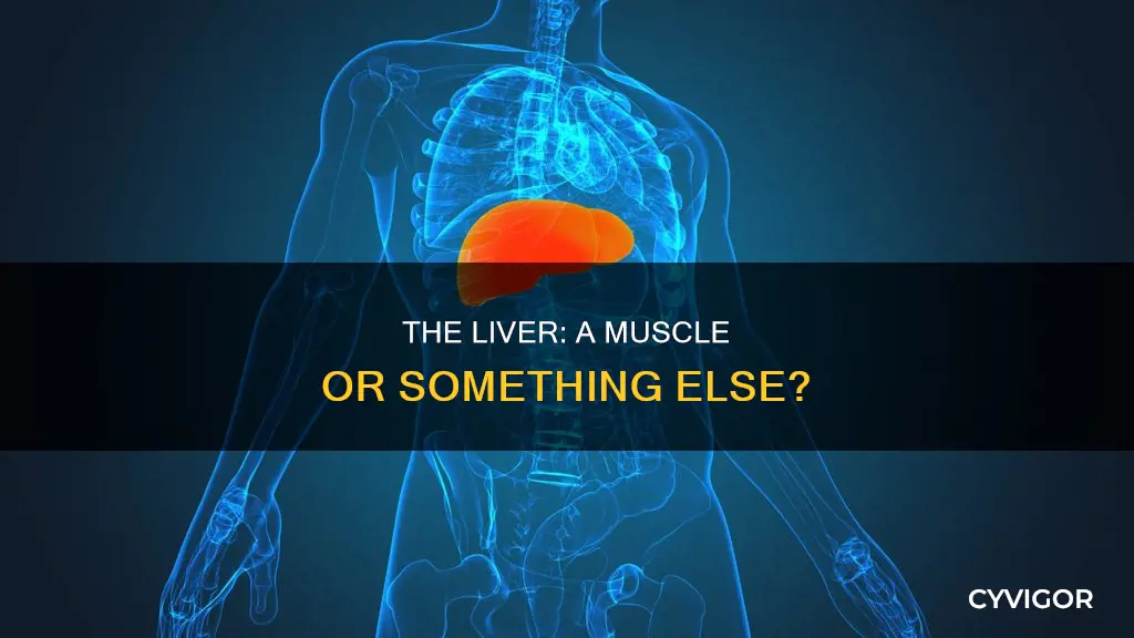 is the liver a muscle