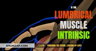 Understanding Hand Anatomy: Lumbrical Muscle Intrinsic Nature