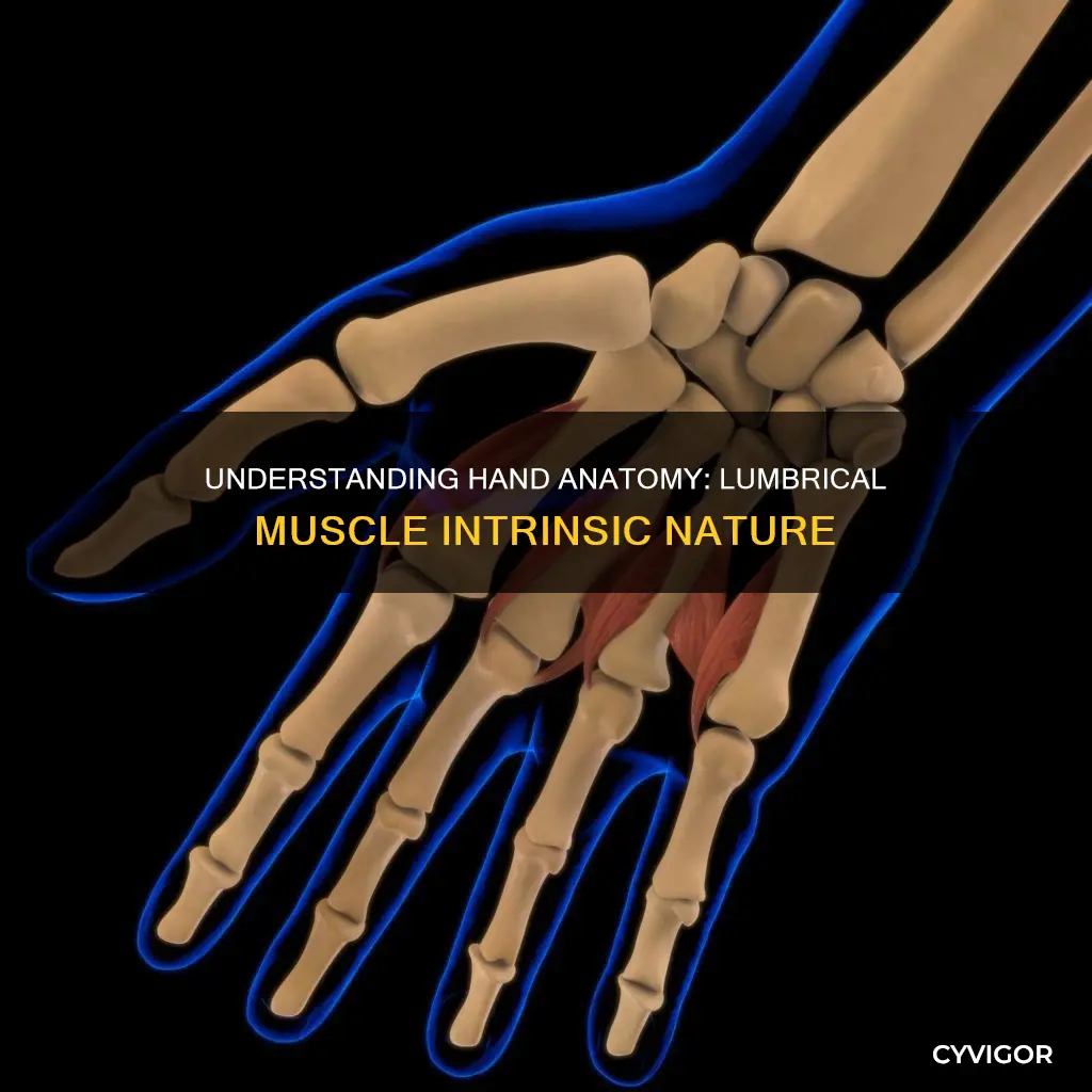 is the lumbrical muscle intrinsic