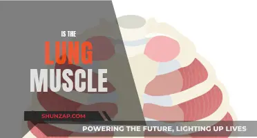 What Are Lungs Made Of? Are They Muscles?