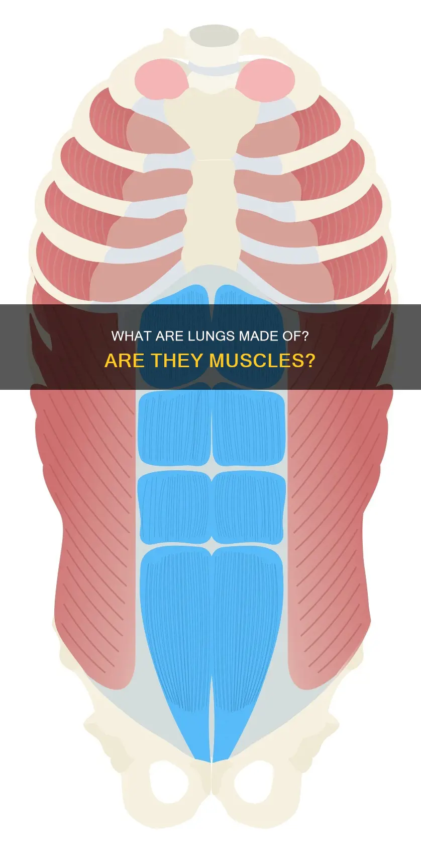 is the lung muscle