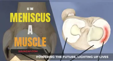 The Meniscus and Muscles: What's the Connection?