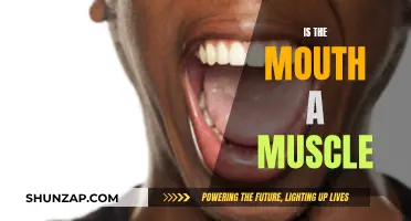 Exploring the Mouth: Is It a Muscle?