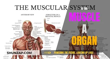 Muscle Tissue: An Organ or Not?