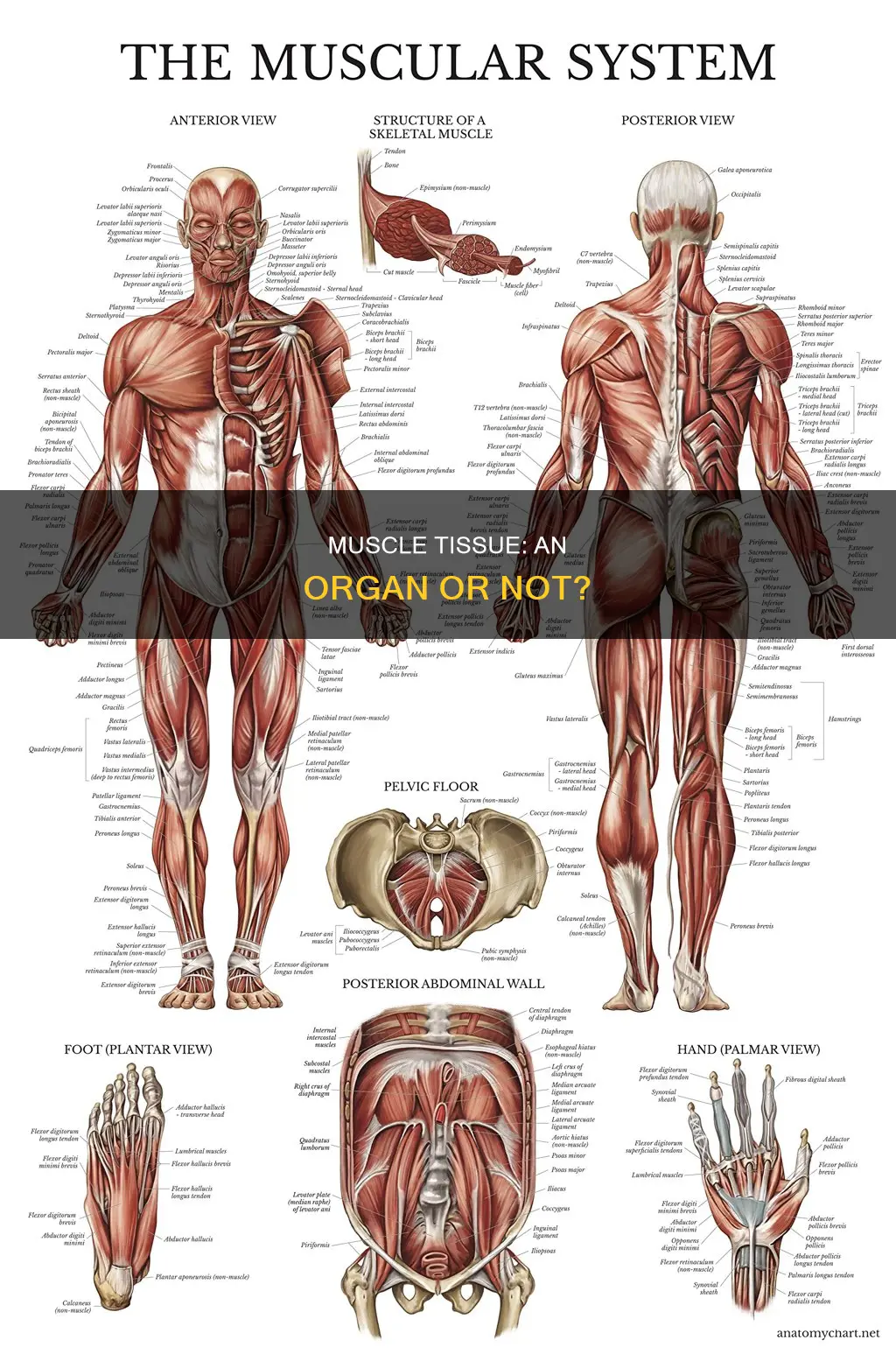 is the muscle a organ