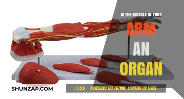 Is Arm Muscle an Organ? Unraveling Biological Classification