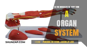 Are Arm Muscles Part of an Organ System?
