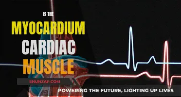 Myocardium: The Heart's Cardiac Muscle Explained