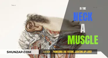 The Neck: A Complex Structure Beyond Muscles