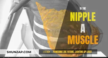 The Nipple Muscle Mystery: Fact or Fiction?