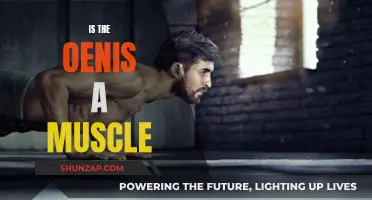 The Penis: Muscle or Not?
