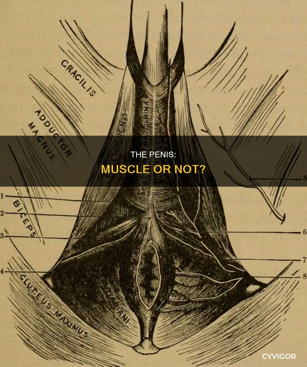 is the oenis a muscle