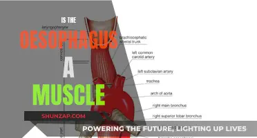 The Oesophagus: A Muscular Tube's Function and Anatomy