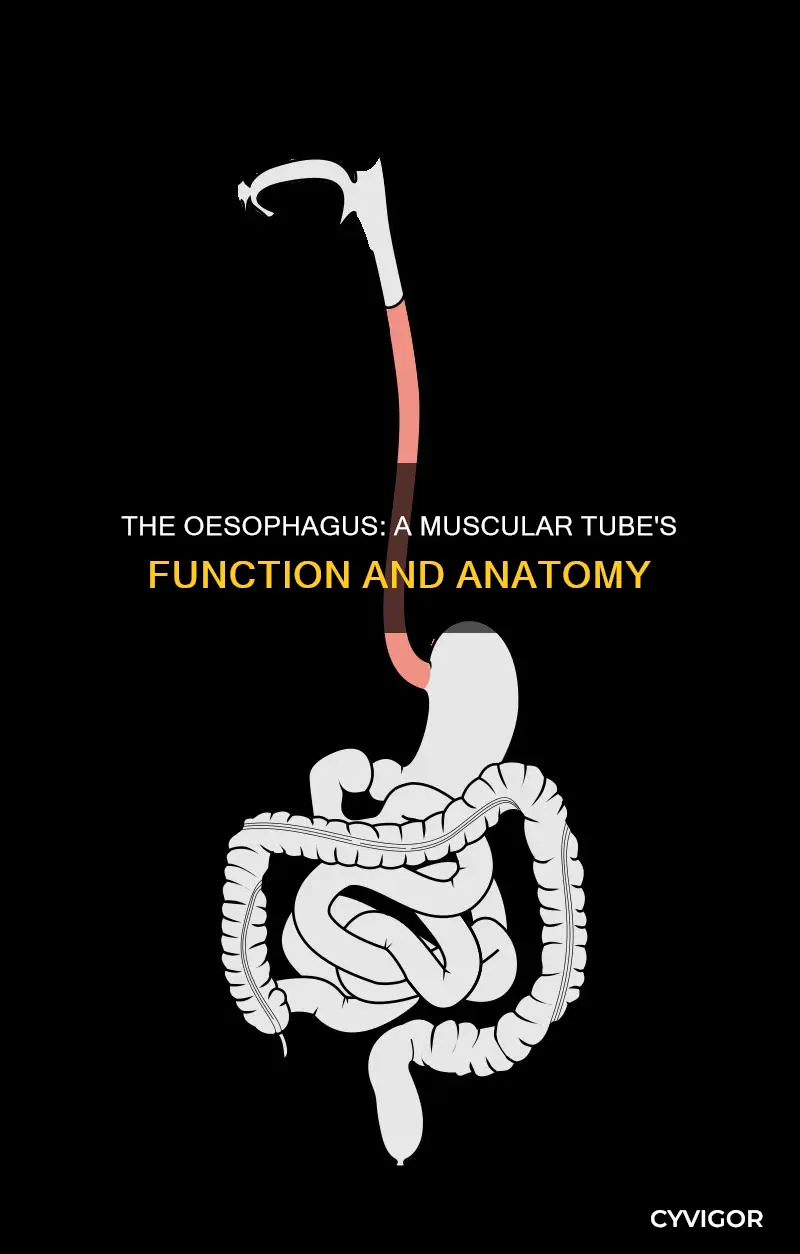 is the oesophagus a muscle