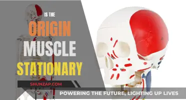 Origin Muscle: Stationary or Dynamic?