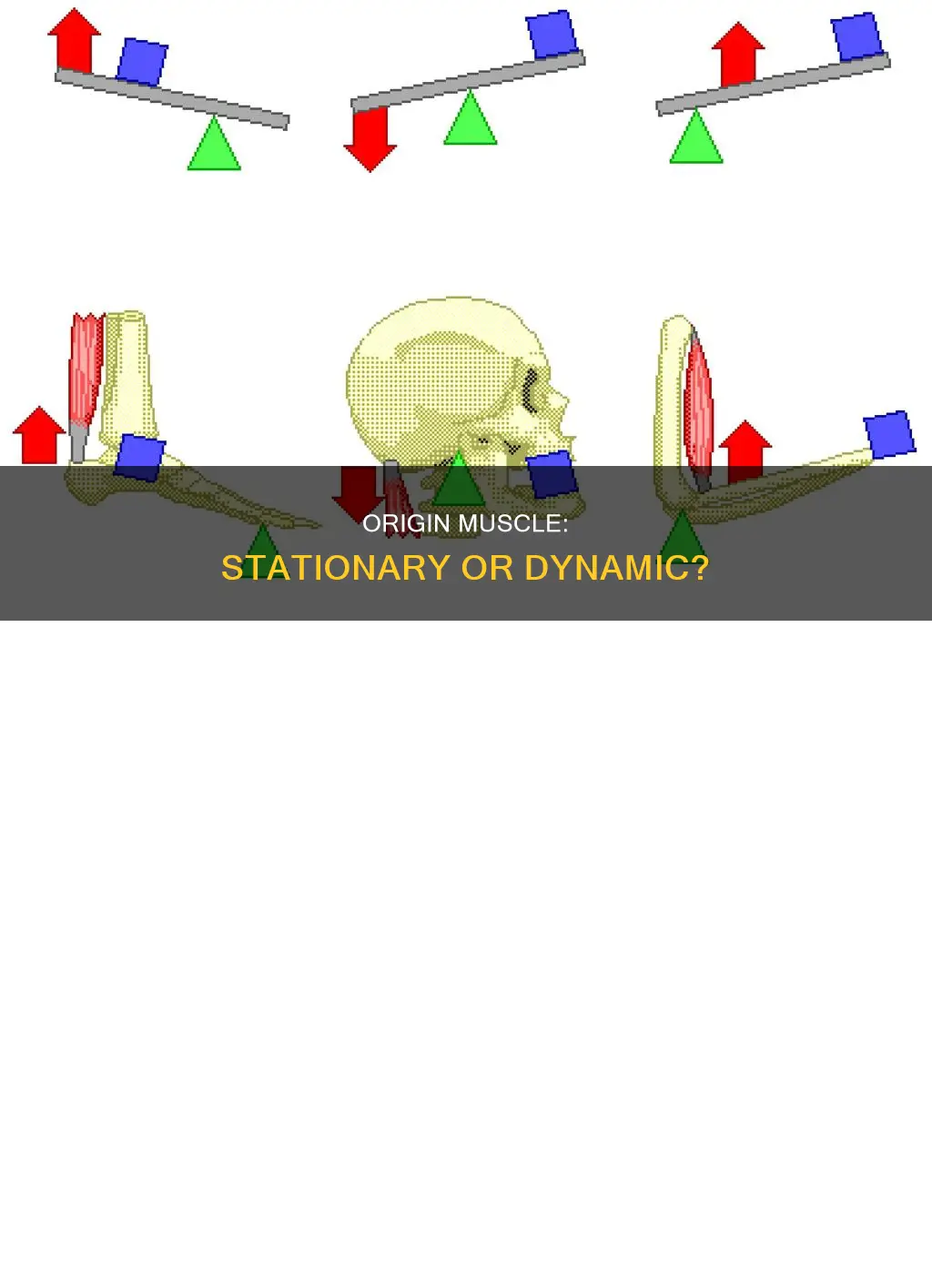 is the origin muscle stationary