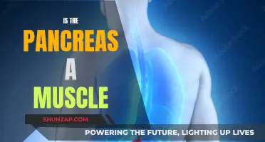 Understanding the Pancreas: Is It a Muscle?