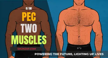 The Pec Two Muscles: What Are They?