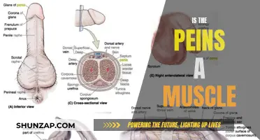 The Penis: Muscle or Not?
