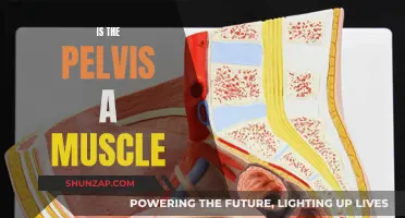 The Pelvis: Muscle or Bone? Understanding Pelvic Anatomy