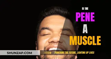 The Pene: Muscle or Not?