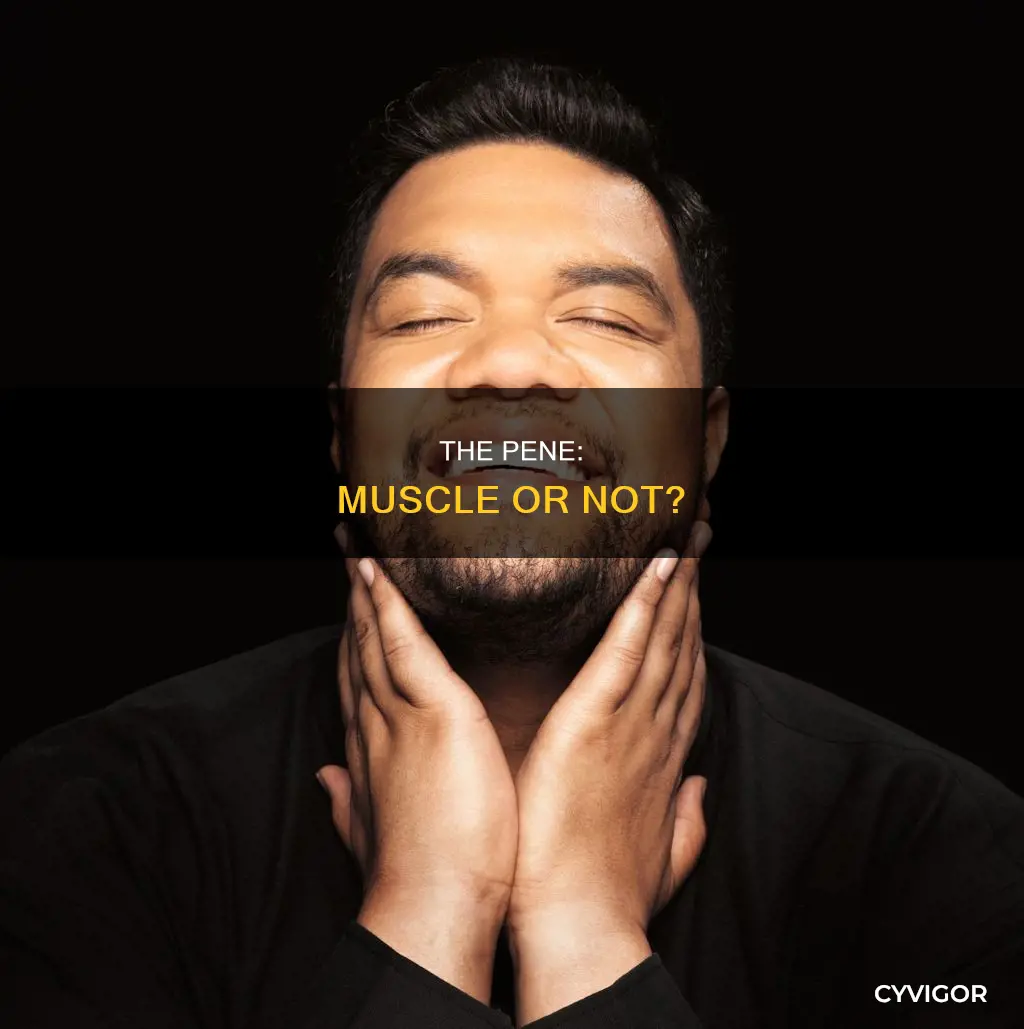is the pene a muscle