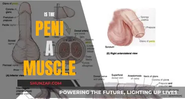 The Penis: Muscle or Not?