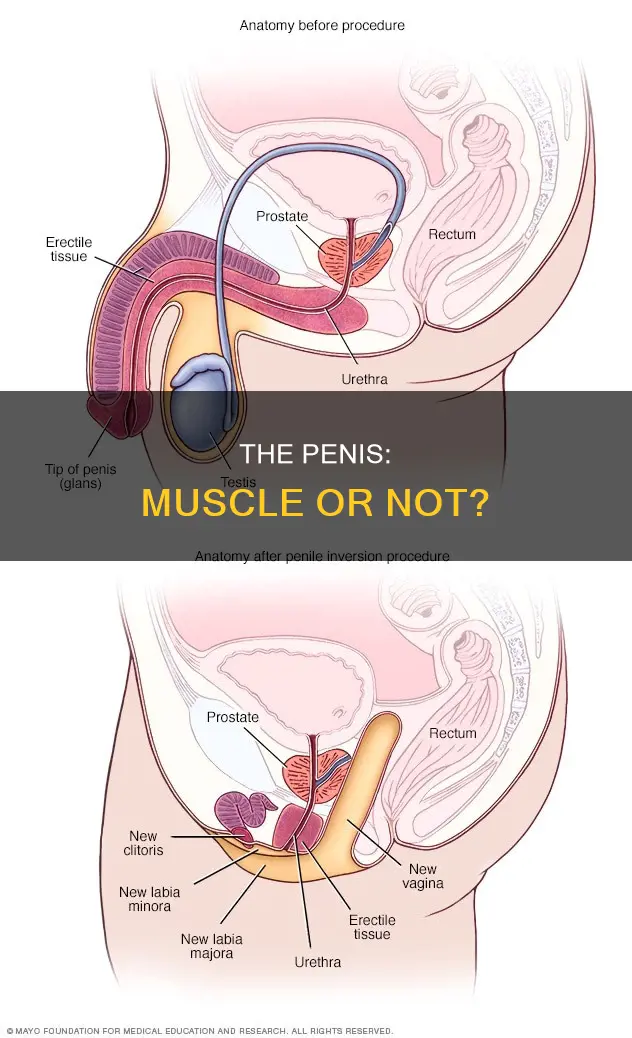 is the peni a muscle
