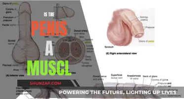The Penis and Muscles: What's the Connection?