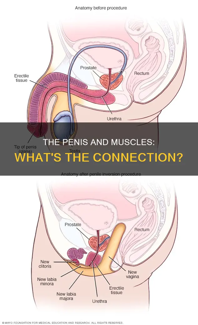 is the penis a muscl