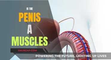 What's Under the Skin? Exploring Penis Anatomy