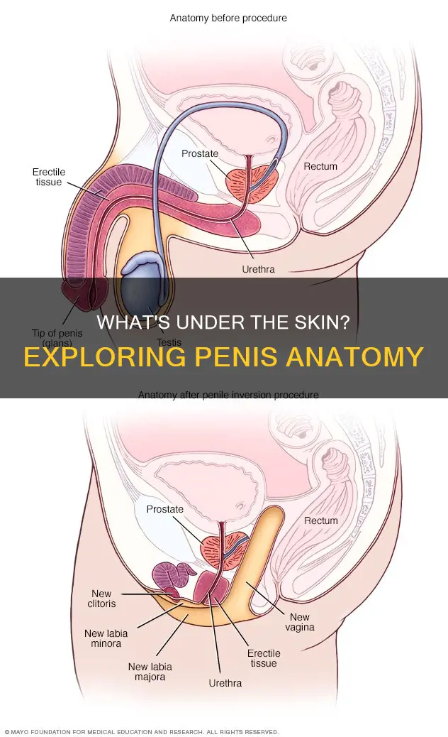 is the penis a muscles